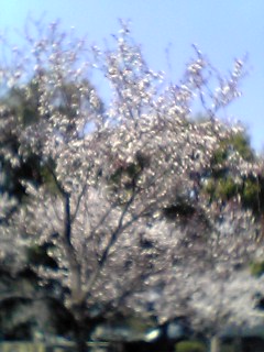 sakura_morinomiya.jpg